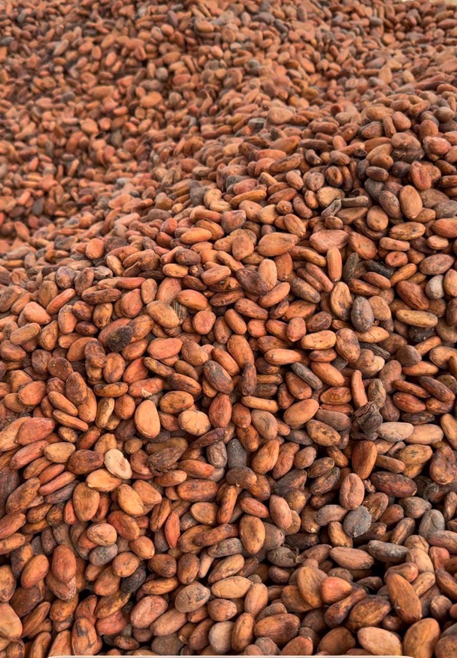 Cocoa bean grading