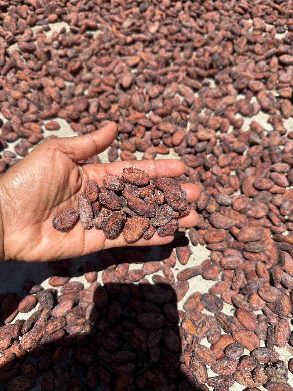 Cocoa material