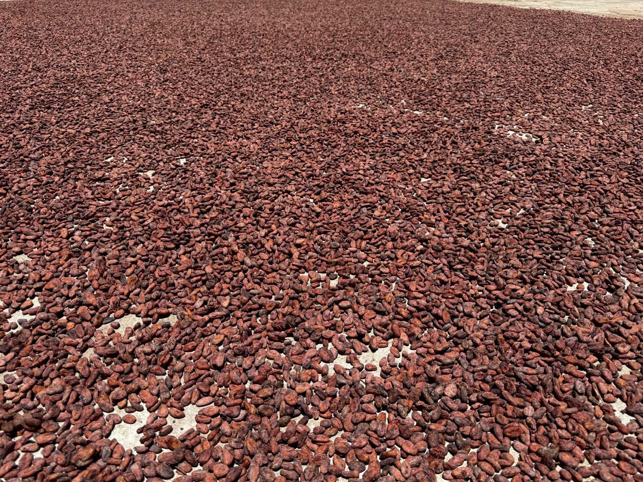 Cocoa pods in plantation