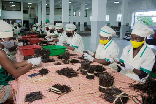 Préparation de bottes de vanille pour les clients