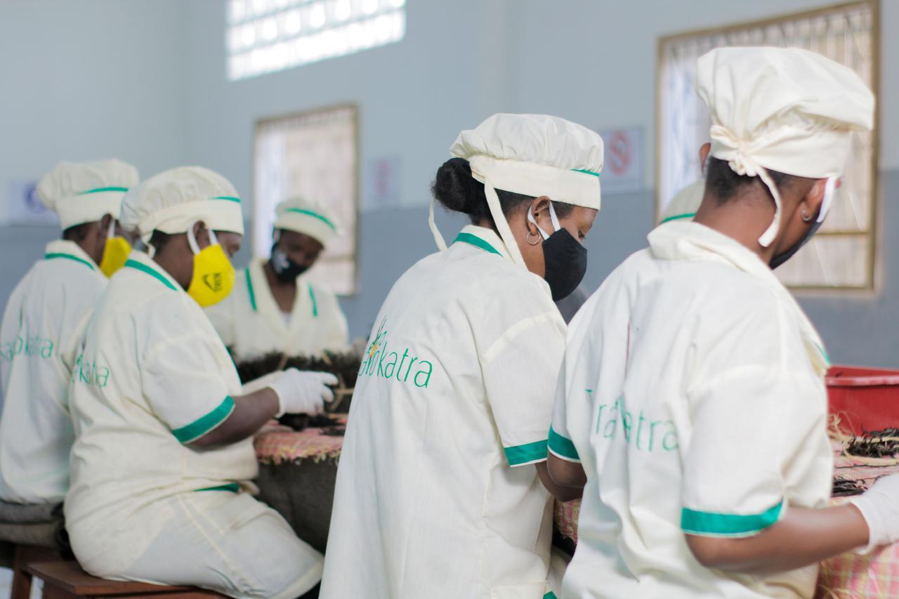 Équipe de préparation de vanille en atelier