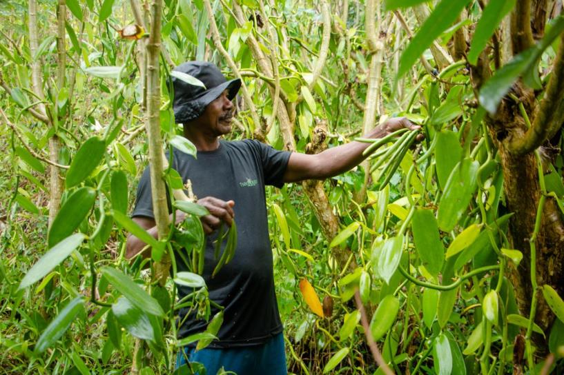 Vanilla bean harvest in plantation