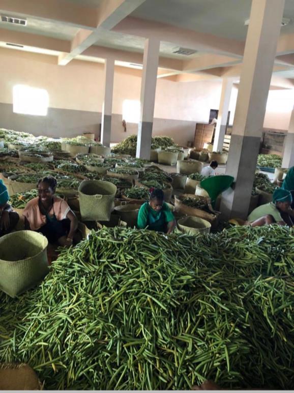 Initial sorting of green vanilla