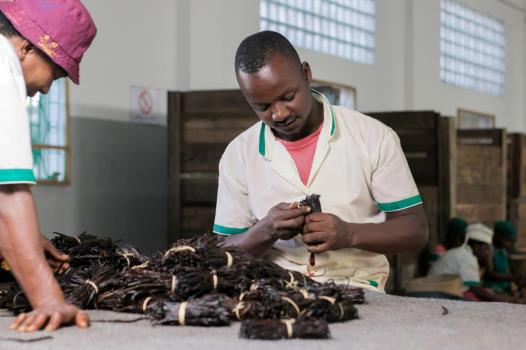Final sorting of black vanilla beans