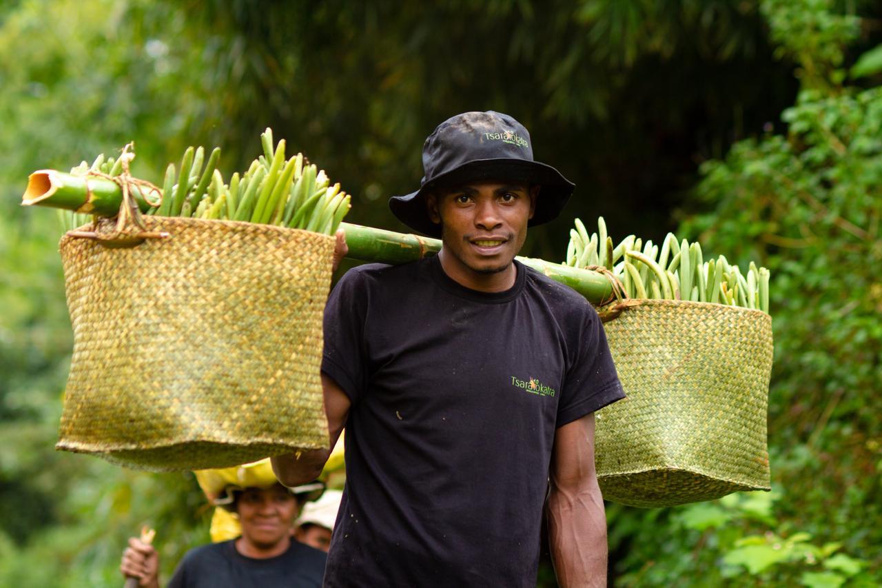 Vanilla harvest in plantation