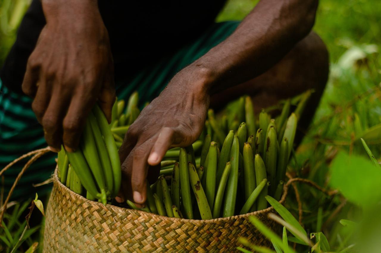 Harvesting vanilla beans in plantation