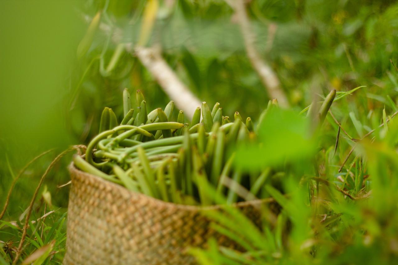 Vanilla harvesting fieldwork