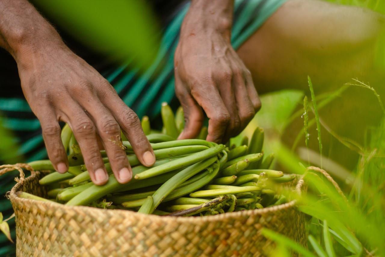 Freshly harvested vanilla beans