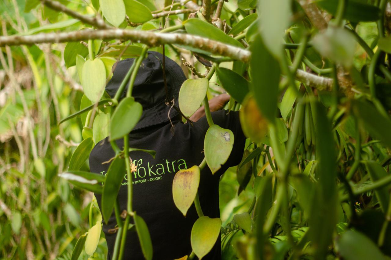 Harvest and handling of vanilla beans