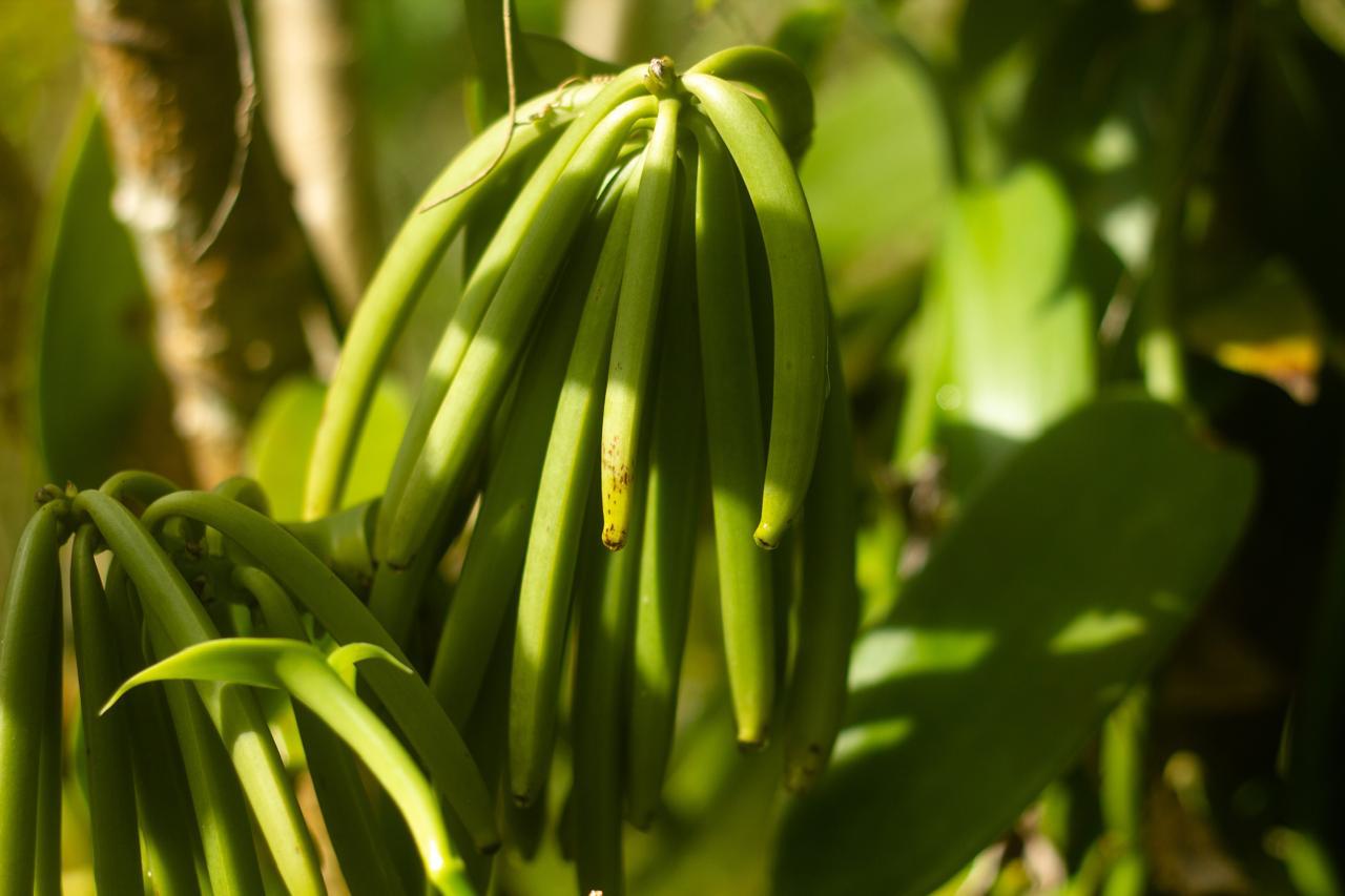 Authentic plantation fieldwork